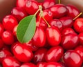 Sweet dogberry close up Royalty Free Stock Photo