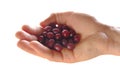 Sweet dogberry cornel berries.Dogwood berries in hand isolated on white background. Royalty Free Stock Photo