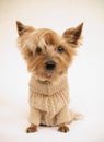 sweet doggy yorkshire terrier Royalty Free Stock Photo