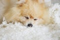 Sweet dream. a beautiful dog sleeps on a white blanket. cute German Pomeranian.