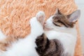 Sweet dream concept. A young cat sleeping on a couch at home Royalty Free Stock Photo