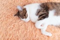 A young cat sleeping on a couch at home Royalty Free Stock Photo