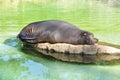 Sweet dream seal Royalty Free Stock Photo