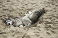 Sweet dream two dogs in the hot sand Royalty Free Stock Photo