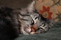 Sweet Dreams Sleeping Cat Royalty Free Stock Photo