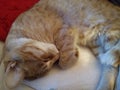 Sweet dreams Sleepy Kitty Royalty Free Stock Photo
