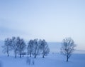 Sweet dreams under the snow blanket.