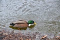A duck in the water in search of food