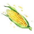Sweet ear of corn watercolr illustration vector Royalty Free Stock Photo