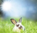 Sweet Easter bunny in the spring meadow Royalty Free Stock Photo