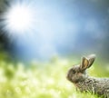 Sweet Easter bunny in the spring meadow Royalty Free Stock Photo