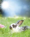 Sweet Easter bunny in the spring meadow Royalty Free Stock Photo