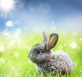 Sweet Easter bunny in the spring meadow Royalty Free Stock Photo