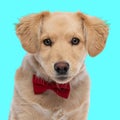 sweet elegant golden retriever puppy with red bowtie posing