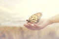 Sweet encounter between a human hand and a butterfly