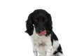 Sweet english springer spaniel dog looking down and licking nose