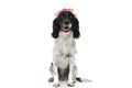 Sweet english springer spaniel dog wearing flowers headband and panting