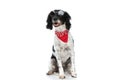 Sweet english springer spaniel puppy with retro sunglasses panting