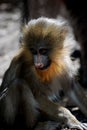 Really Sweet Face of a Baby Mandrill Monkey