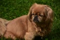 Sweet Face of a Fluffy Ginger Pekingese Dog Royalty Free Stock Photo