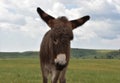 Sweet Faced Baby Burro in a Large Meadow