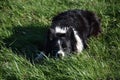 Sweet Faced Border Collie Laying Down in Grass Royalty Free Stock Photo