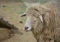 Sweet Faced Farmyard Sheep with a Wooly Coat