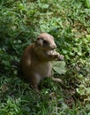 Sweet Faced Prairie Dog Having a Snack Royalty Free Stock Photo