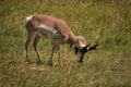 Sweet Faced Pronghorn in a Grass Filled Field