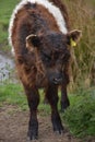 Sweet Faced Shaggy Belted Galloway Calf on a Spring Day