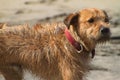 SANDY FACED BEACH DOG, ECUADOR Royalty Free Stock Photo