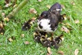 Sweet Family, Mom Duck and Little Ducks