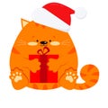 Sweet fat smiling little ginger striped cat with red gift in Santa Claus red christmas hat isolated on white background. Royalty Free Stock Photo