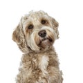 Sweet female adult golden Labradoodle dog, Isolated on a white background.