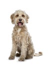 Sweet female adult golden Labradoodle dog, Isolated on a white background.