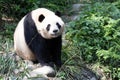 Close Happy Panda in Chengdu Panda Base, China Royalty Free Stock Photo