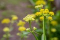 Sweet fennel Foeniculum vulgare flower Royalty Free Stock Photo