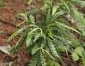 Sweet fern or Comptonia peregrina plant