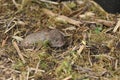 A cute Field or Short-tailed Vole, Microtus agrestis, in a field in the UK.