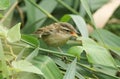 A cute fledgling Sedge Warbler Acrocephalus schoenobaenus perching on a reed with its beak open. It is waiting for its parents to Royalty Free Stock Photo
