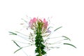 A bouquet of beautiful spider flower blossom in botanical garden on white isolated background Royalty Free Stock Photo