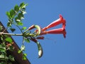 Sweet flower on a blue sky background