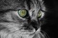 A sweet fluffy cat with beautiful eyes black and white. Royalty Free Stock Photo