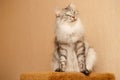 Fluffy cat Royalty Free Stock Photo