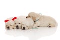 Sweet four puppies of golden retriever