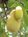 The sweet, fragrant, green-smelling cempedak jackfruit fruit