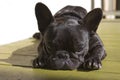 Sweet french bulldog