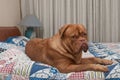 Sweet French Mastiff puppy laying in the bed