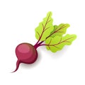 Sweet fresh beet with green leaf icon isolated, organic healthy food, vegetable, vector illustration.