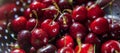 Sweet fresh cherries with water trops Royalty Free Stock Photo